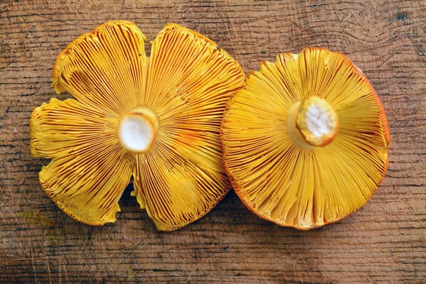 Amanita caesarea mushroom — Stock Photo, Image