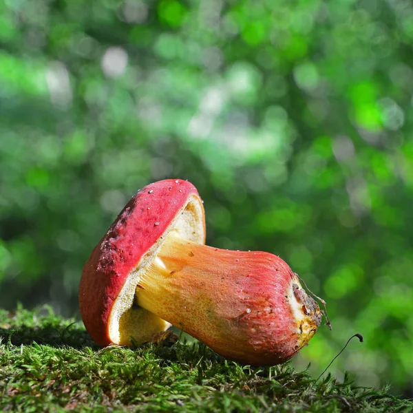 Hortiboletus Гриб поддубник — стоковое фото