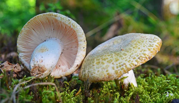 Holubinka nazelenalá houby — Stock fotografie