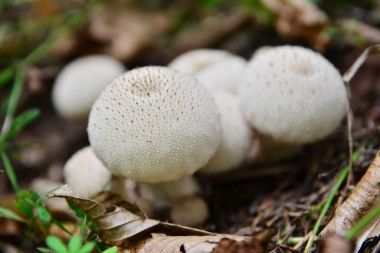Lycoperdon saccatum mantar