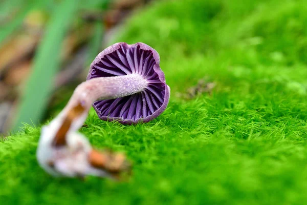 Laccaria amethystina 蘑菇 — 图库照片