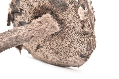 strobilomyces strobilaceus mantar