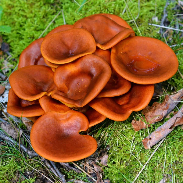 Omfalotus olearius houba — Stock fotografie
