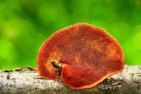 Pycnoporus cinnabarinus 버섯 — 스톡 사진