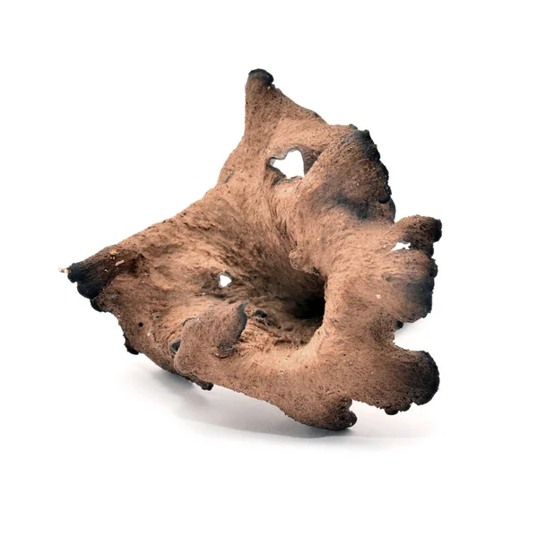 Lejkowiec dęty grzyb — Zdjęcie stockowe
