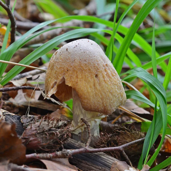 Cogumelo cortinarius caperatus — Fotografia de Stock