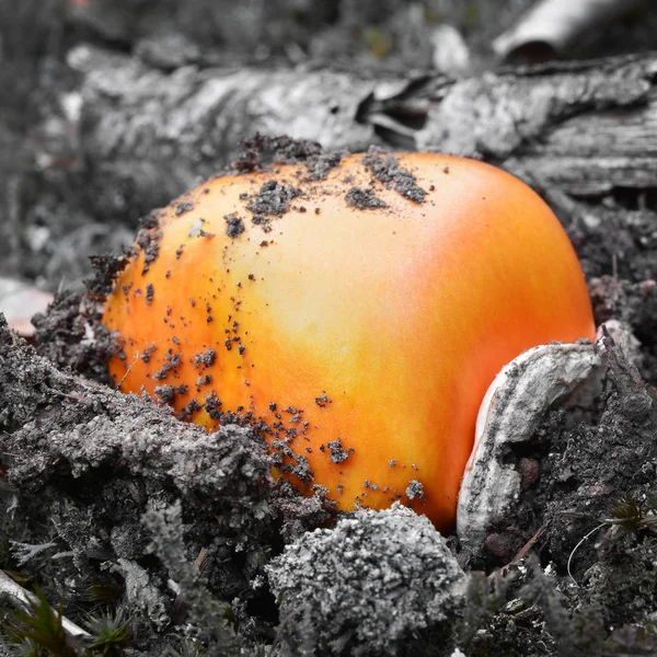 Caesar's mushroom bulb — Stock Photo, Image