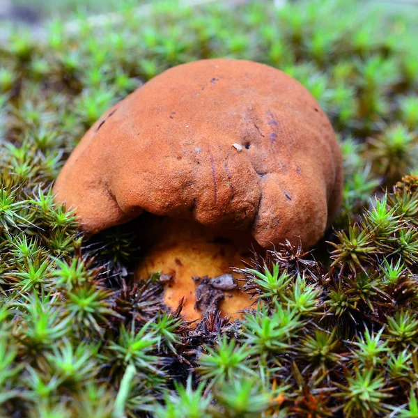 Маслоболетный гриб — стоковое фото