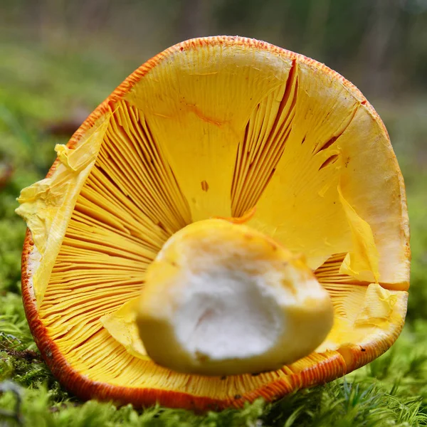 Helder geel paddestoel kieuwen — Stockfoto