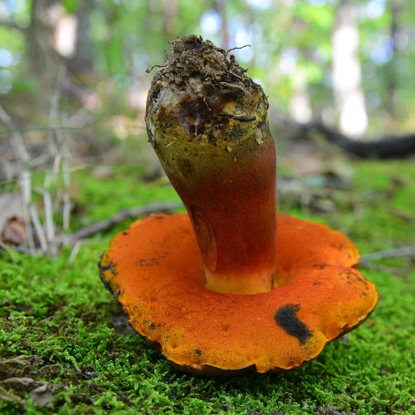 Néobolet luridiformis champignon — Photo