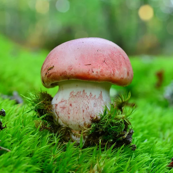 Champiñón de cera de madera rosado — Foto de Stock