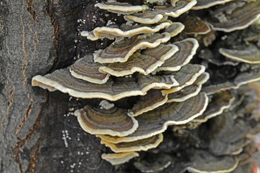 trametes versicolor mantar