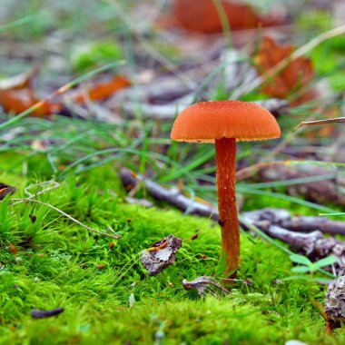 Laccaria laccata mantar