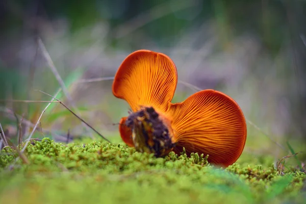 Omphalotus olearius paddenstoel — Stockfoto