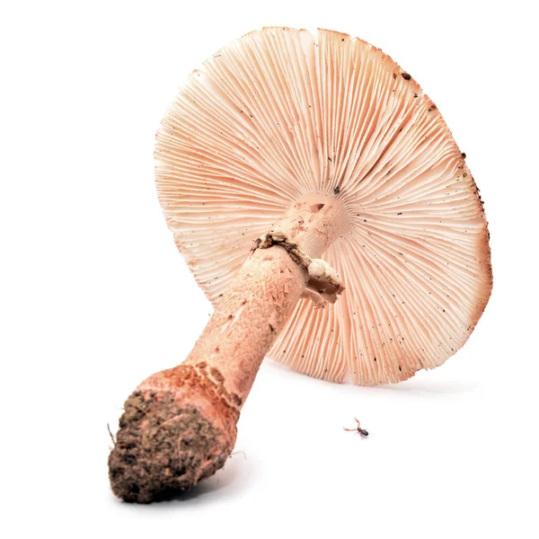 Amanita rubescens, o blusher — Fotografia de Stock