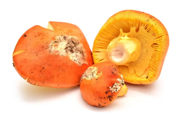 Raw mushroom food — Stock Photo, Image