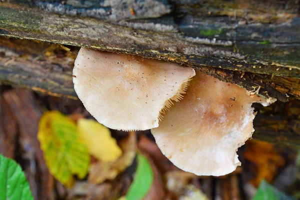 Cogumelo pluteus cervinus — Fotografia de Stock