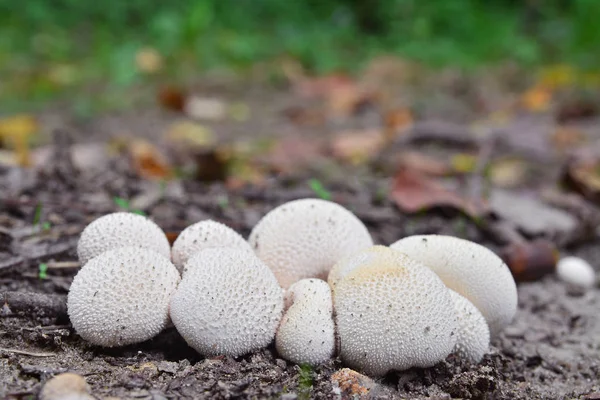 Lycoperdon pyriforme — стоковое фото