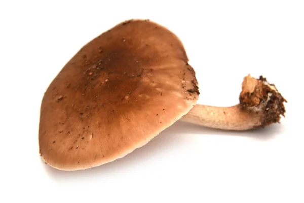 Cogumelo pluteus cervinus — Fotografia de Stock