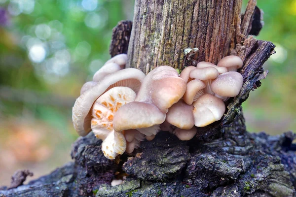 새 cornucopiae 버섯 — 스톡 사진
