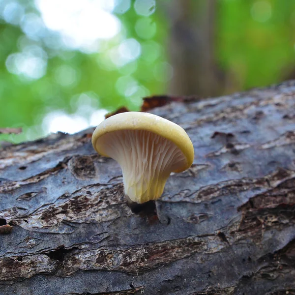 Pleurotus pulmonarius mushroom — Stock Photo, Image