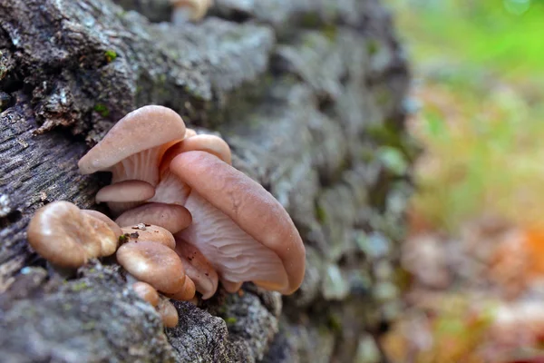 Pleurotus cornucopiae champignon — Photo