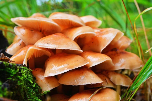 Flammulina velutipes houby — Stock fotografie