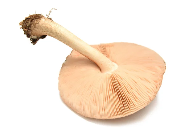 Pluteus cervinus mushroom — стоковое фото