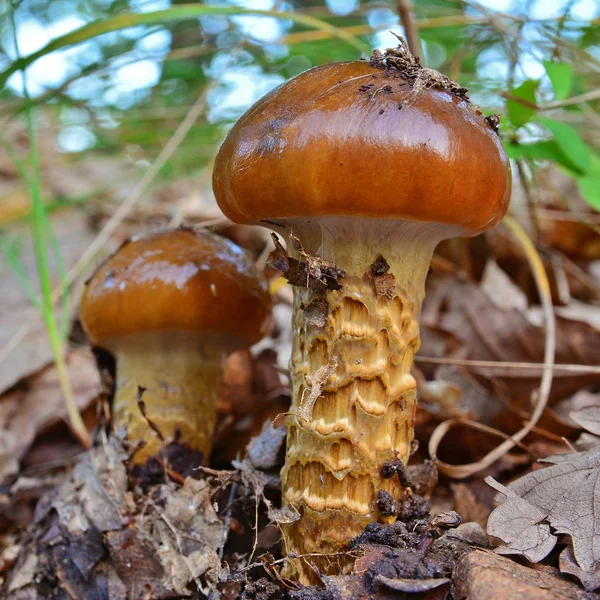 Cortinarius trivialis mushroom — Stock Photo, Image