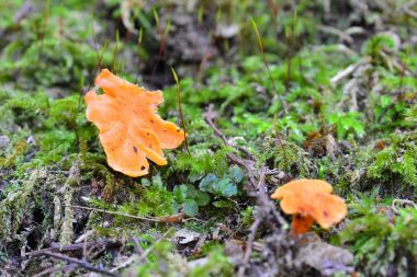 Cantharellus friesii mantar  