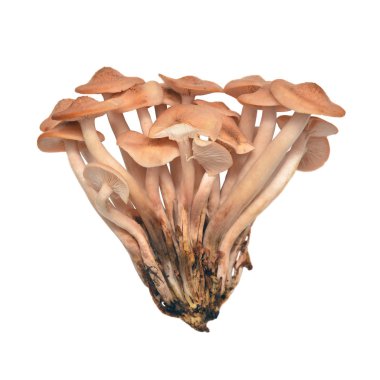 Armillaria tabescens mantar 