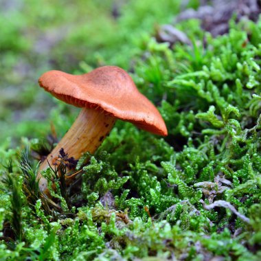 Cortinarius orellanus mantar