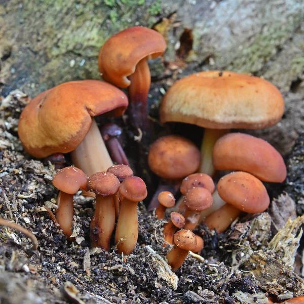 Gymnopus fusipes mushroom — Stock Photo, Image