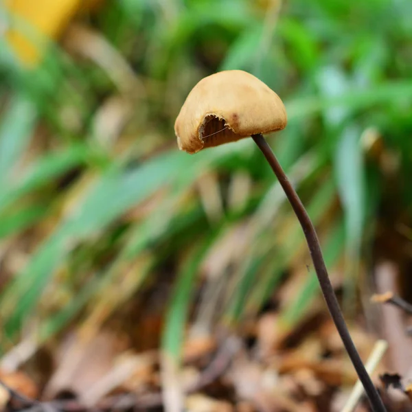 Marasmius alliaceus mushroom — Zdjęcie stockowe