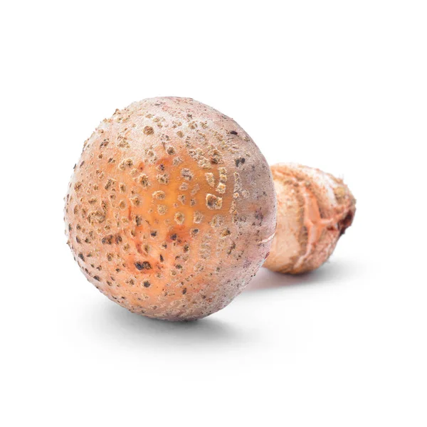 O cogumelo Blusher — Fotografia de Stock