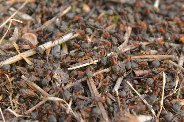 Colônia de formigas — Fotografia de Stock