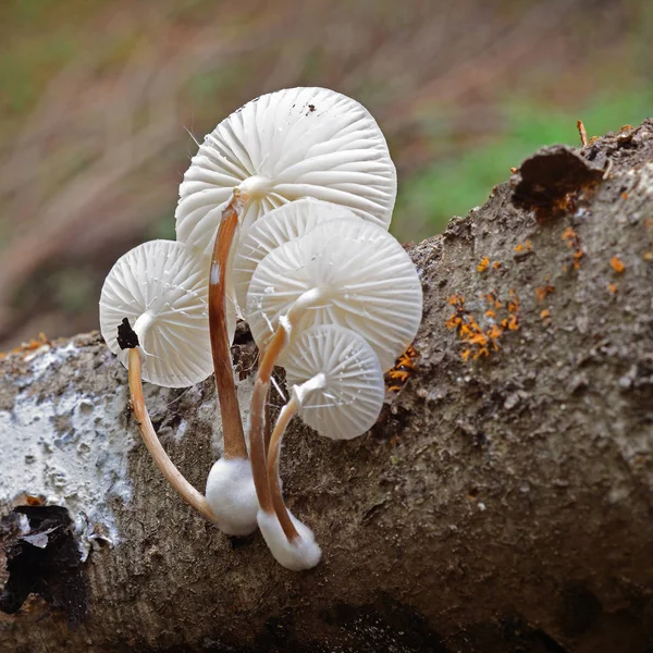 Porcelain mushroom cluster — Stock Photo, Image