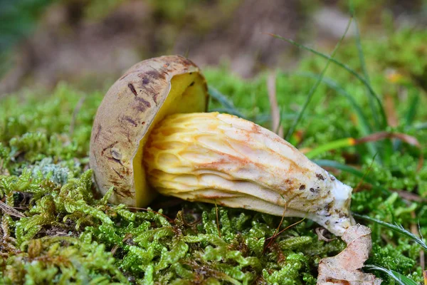 Boletus ferrugineus mushroom — 스톡 사진