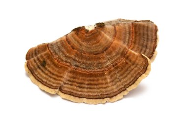 trametes versicolor mushroom clipart