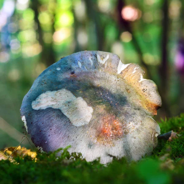 Russula parazurea 버섯 — 스톡 사진
