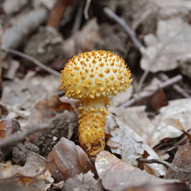 Pholiota squarrosa mantar 