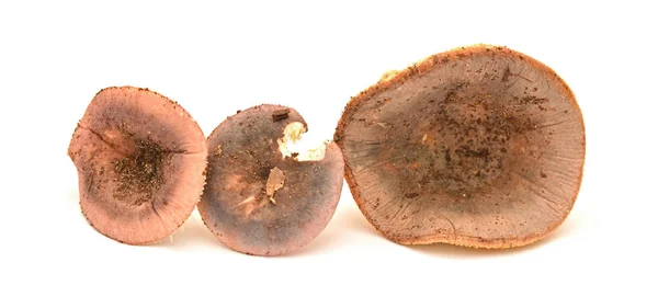 Russula olivacea μανιτάρι — Φωτογραφία Αρχείου