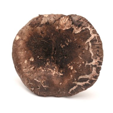 russula nigricans mantar