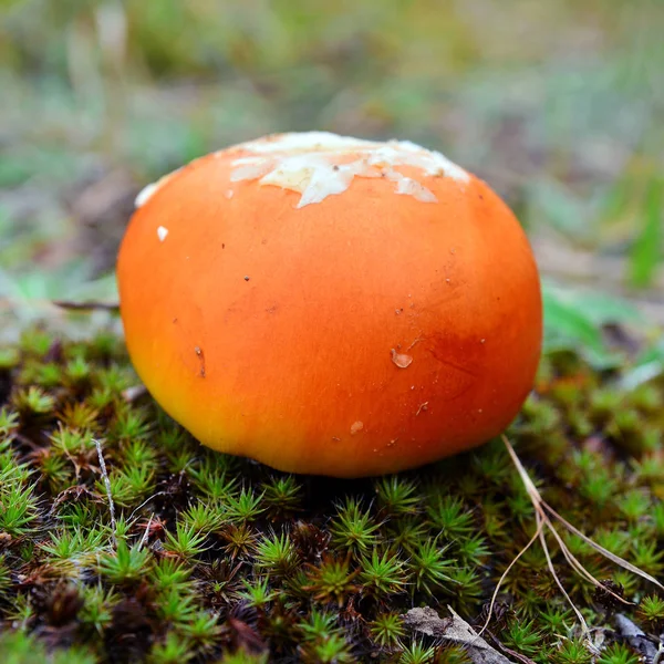 Caesar's mushroom bulb — Stock Photo, Image