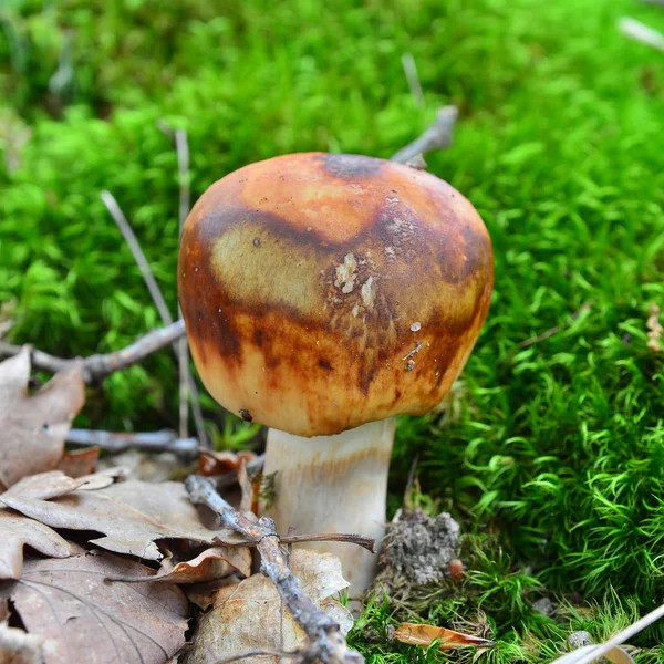 Russula subfoetens cogumelo — Fotografia de Stock
