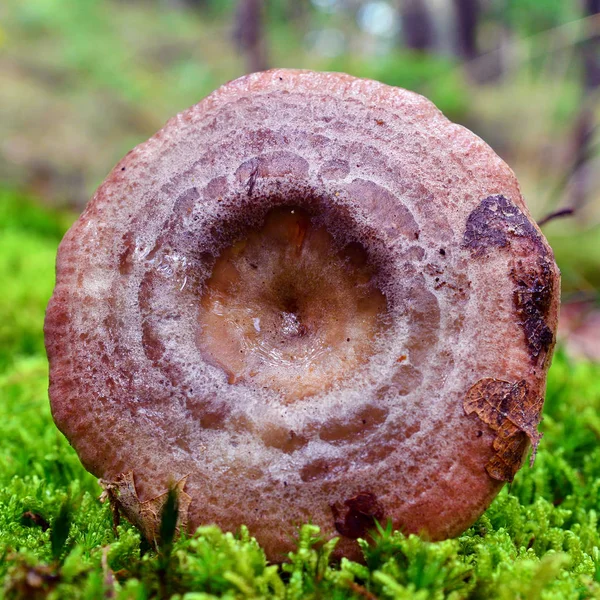 Lactarius uvidus svamp — Stockfoto