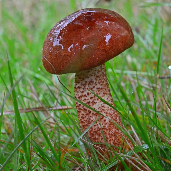 Leccinum vulpinum mushroom — Stockfoto