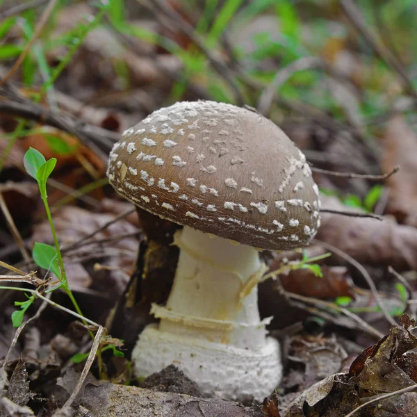 Amanita pantherina svamp — Stockfoto