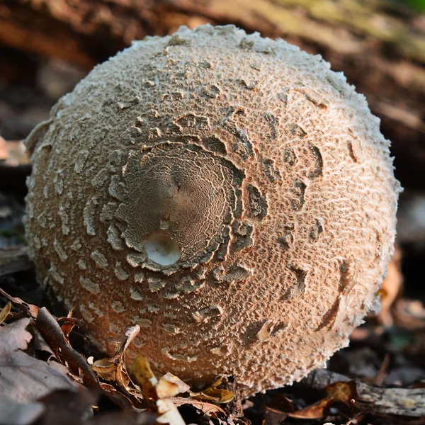 Ätbara parasoll svamp — Stockfoto