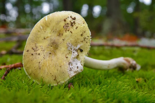 Amanita phalloides seta — Foto de Stock